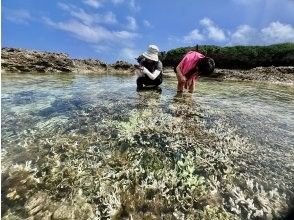 サンゴの森の陸上観察