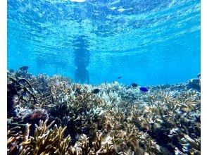 シュノーケリングで水中観察