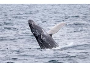 Whale watching ends, departure from the point