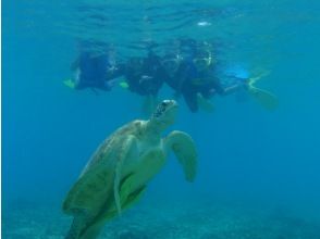 ウミガメに会えるポイントでシュノーケリング　（約1時間）