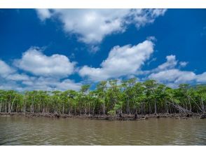 We arrived at the mangroves along Nagura Bay!