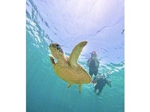 You may also meet sea turtles! ??