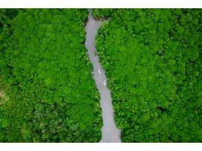 Mangrove drone photography!