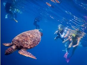 Move to a spot where you can see sea turtles