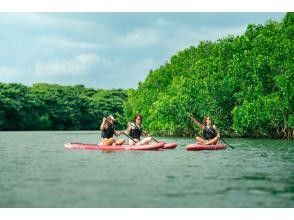 Mangrove SUP