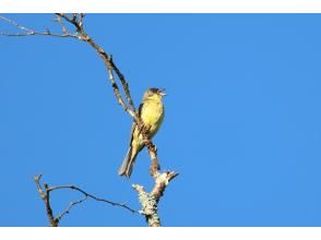 野鳥のさえずりに包まれる時間