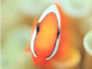 １５．クマノミもいるよ！