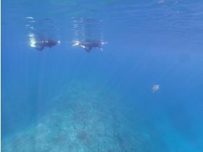 ウミガメに会えることも