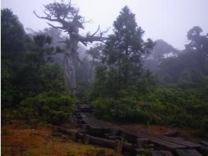 小花之江河もあるよ