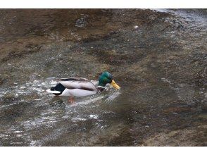湯川の景色と姿を現す生き物たち