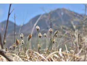 木道の脇には小さな春の兆しも