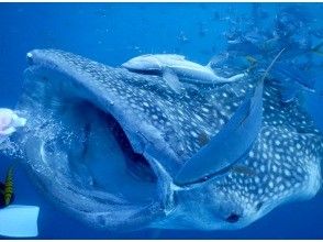 ジンベエザメダイビング