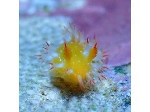 1本目ボートダイビング