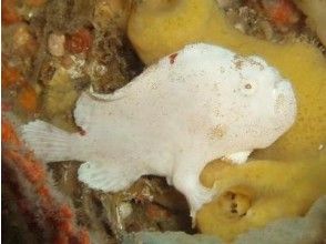 Move to the sea, 1st dive