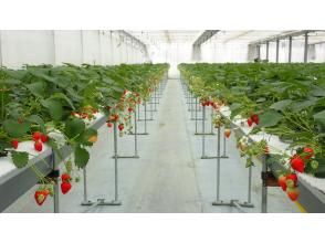 Day 2 [Seasonal Fruit Picking]