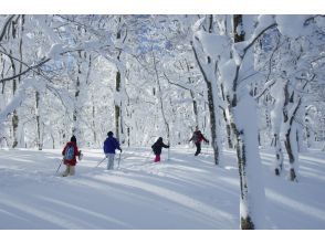 Into the snow-covered beech forest