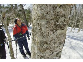 Observe bear claw marks