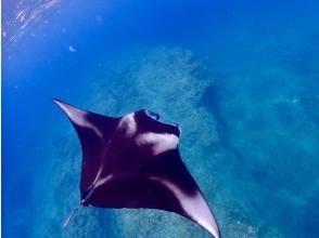 水面で優雅に舞うマンタ発見！