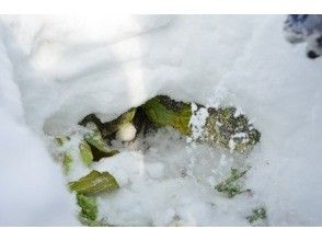 雪下キャベツ掘り起こし体験