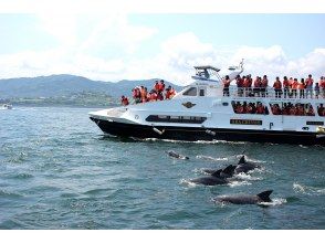观赏海豚出发