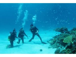 幻の島上陸と体験ダイビング