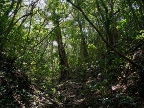 滝で遊んだ後は巨木を見に行こう！