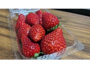 旬の世界【イチゴ農園】