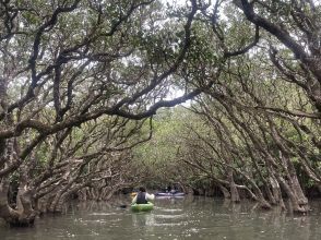 マングローブのカヌー体験
