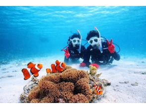 説明・体験ダイビング