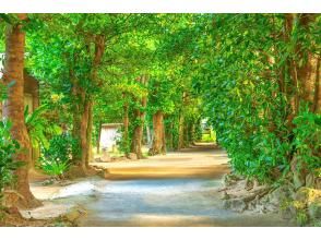 備瀬フクギ並木散策