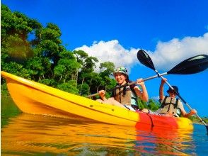 [Mangrove kayak tour]