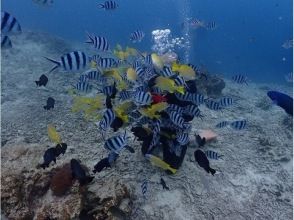 魚の餌やり!