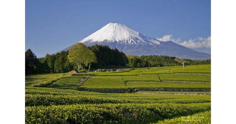 Tea picking at the foot of Mount Fuji