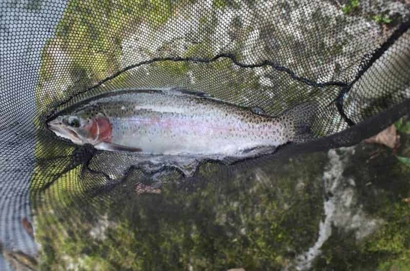 Mountain stream fishing rainbow trout