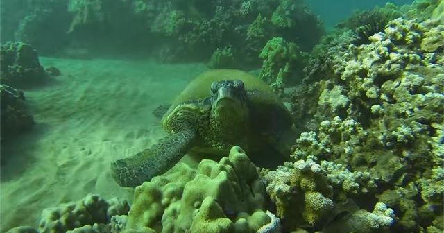 FreeDiving(フリーダイビング)