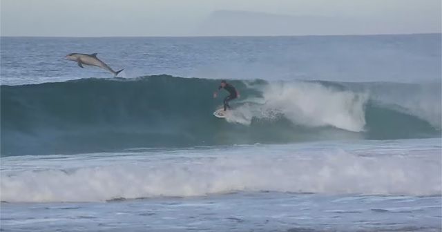 Surfing with Dolphins