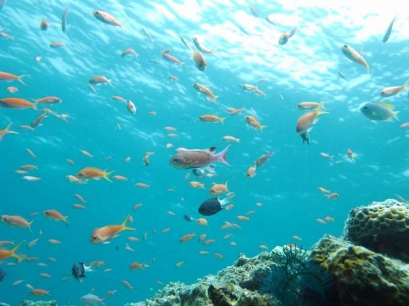 Let's get a diving license called C card with PADI