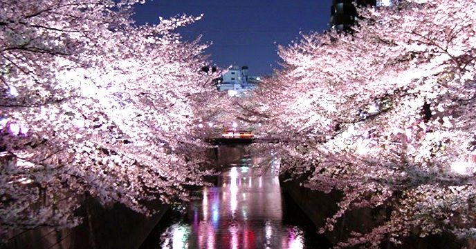 お花見CHANDONクルーズ
