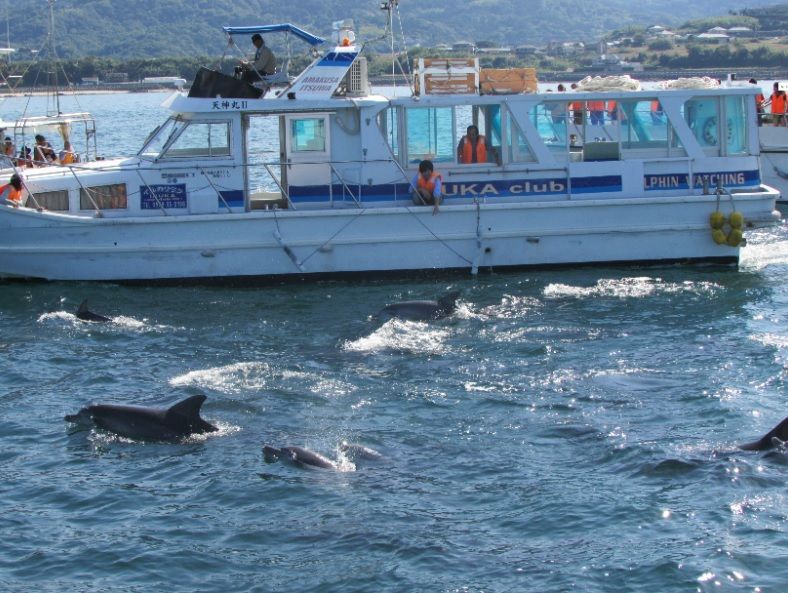 Dolphin Watching