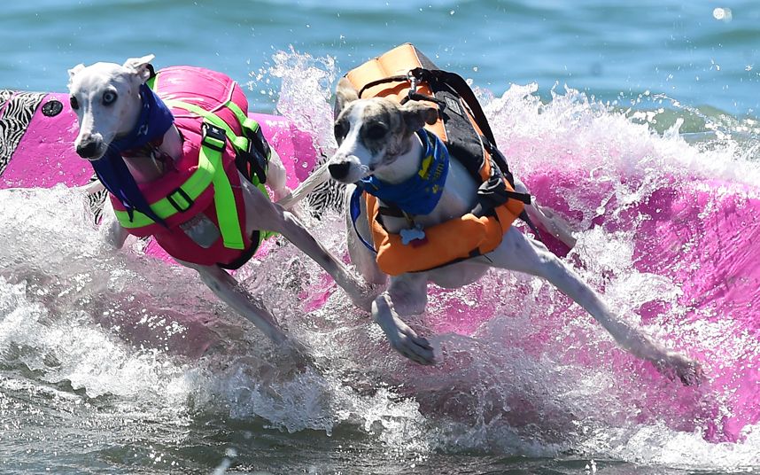 Cute And Good Just Watching The Compeion Of Dog Surfing Dog Surfing