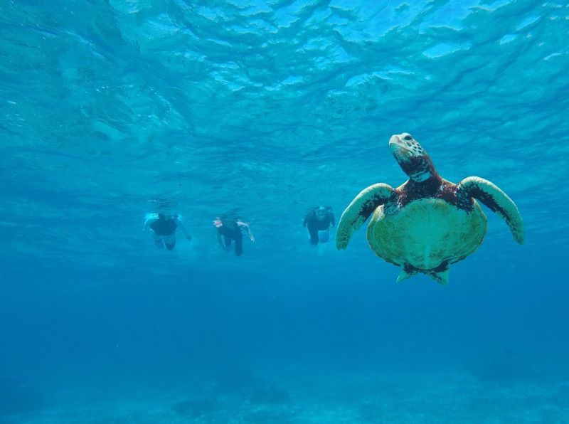 Popular snorkeling