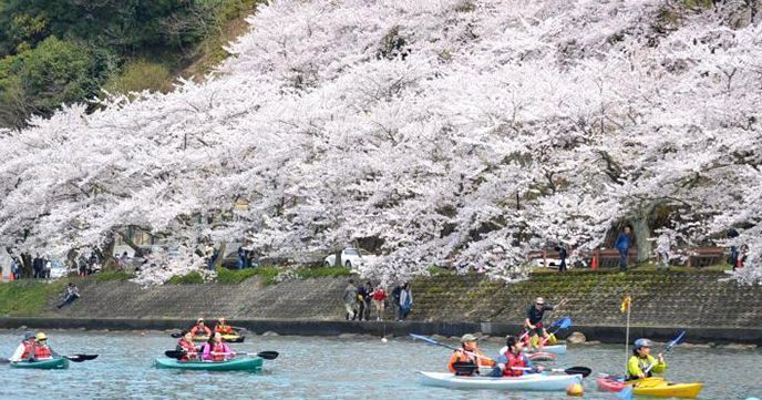 琵琶湖　花見