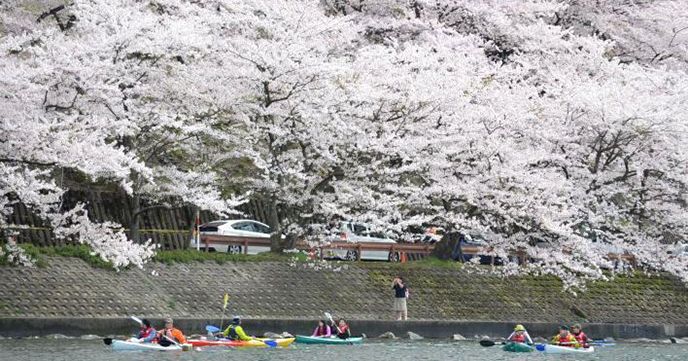 海津　桜並木