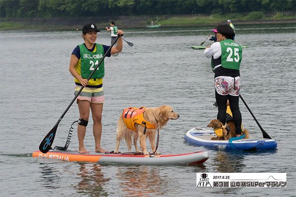 Dog tandem up