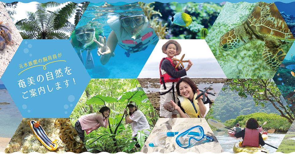 奄美大島マングローブカヌー体験予約 亜熱帯大自然を満喫するツアーが人気 おすすめショップ サンゴとヤドカリ アクティビティジャパン