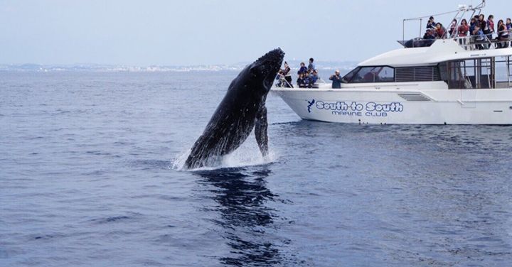 [Okinawa Whale Watching 2018] From Naha! Let's meet whales on a small group tour! Winter limited popular plan discount reservation acceptance!