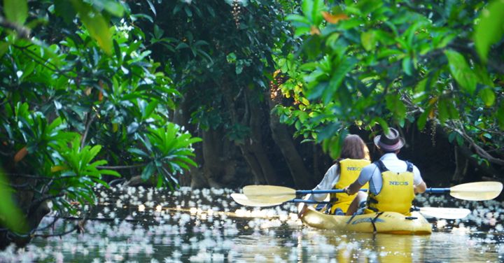 Iriomote-jima Uraya River Tourism