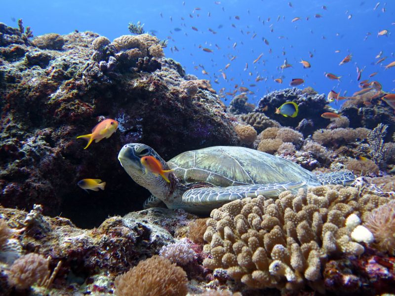 คุณสามารถดูเต่าทะเลใน Miyakojima ของการดำน้ำ