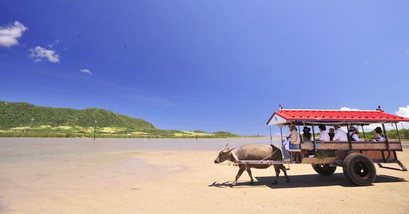 【Ishigaki Island Tourism Recommended】 Enjoy Yaeyama! The tour of four islands of Iriomote, Yufu, Obama, Taketomi in one day is popular! Take a buffalo car and experience Okinawa culture 