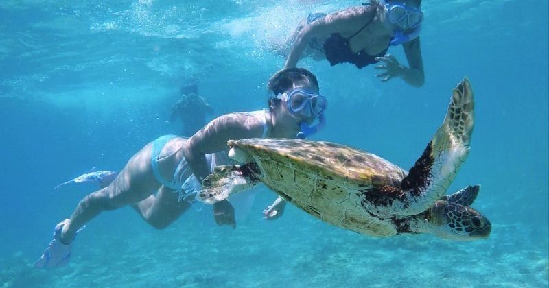 [宫古岛/初学者高尔夫体验] 包括海龟浮潜或旅游信息和餐点！推荐方案包括工具租赁费！